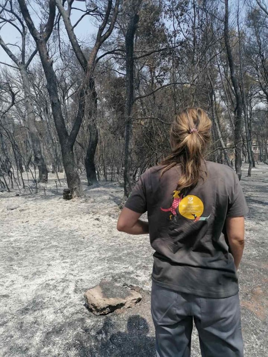 «Save A Greek Stray»: Εκκενώθηκε επιτυχώς το καταφύγιο ζώων - Δείτε φωτογραφίες