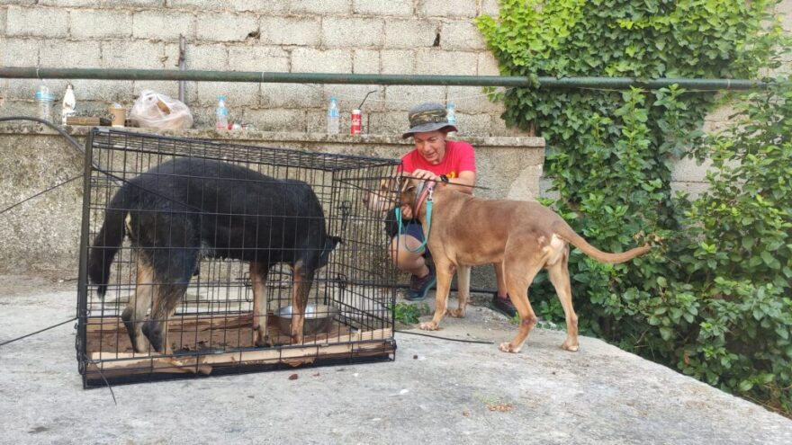 «Save A Greek Stray»: Εκκενώθηκε επιτυχώς το καταφύγιο ζώων - Δείτε φωτογραφίες