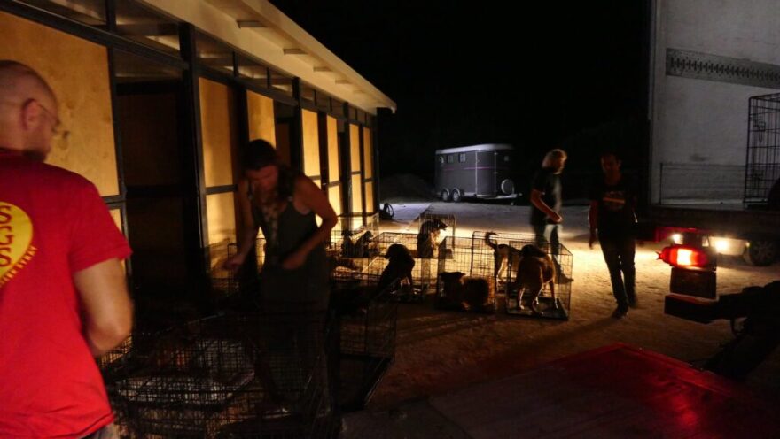«Save A Greek Stray»: Εκκενώθηκε επιτυχώς το καταφύγιο ζώων - Δείτε φωτογραφίες