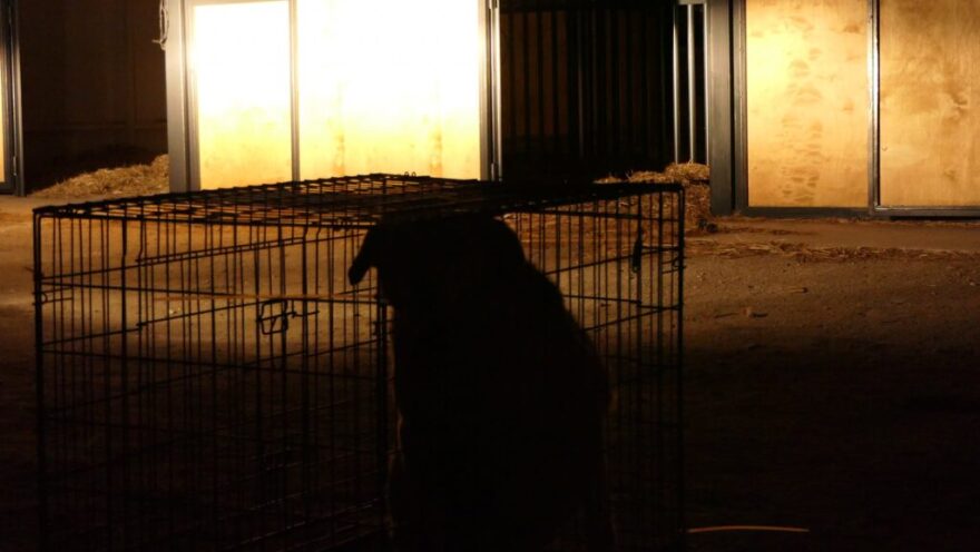 «Save A Greek Stray»: Εκκενώθηκε επιτυχώς το καταφύγιο ζώων - Δείτε φωτογραφίες