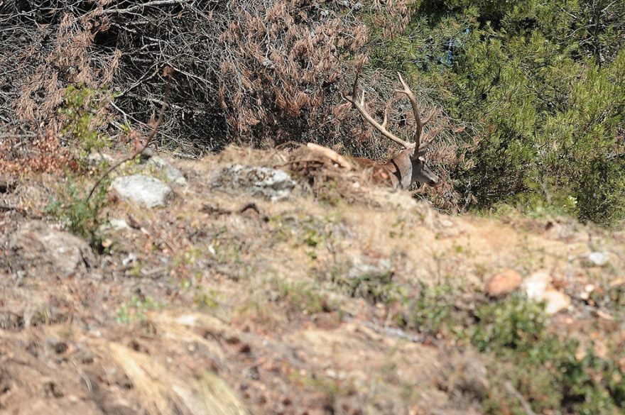 Φωτιά στην Αττική: Οδοιπορικό από Βαρυμπόμπη μέχρι Ιπποκράτειο Πολιτεία