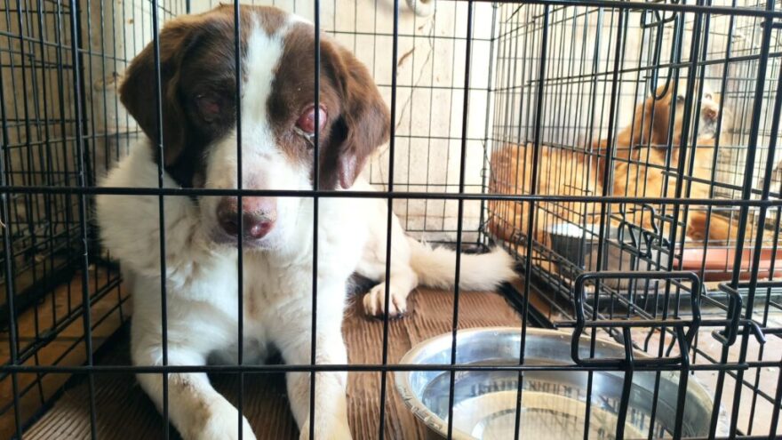 «Save A Greek Stray»: Εκκενώθηκε επιτυχώς το καταφύγιο ζώων - Δείτε φωτογραφίες