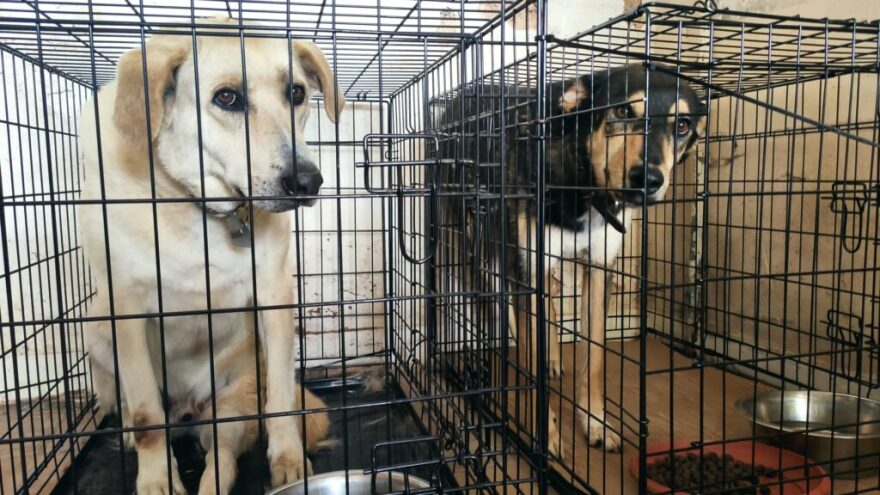 «Save A Greek Stray»: Εκκενώθηκε επιτυχώς το καταφύγιο ζώων - Δείτε φωτογραφίες