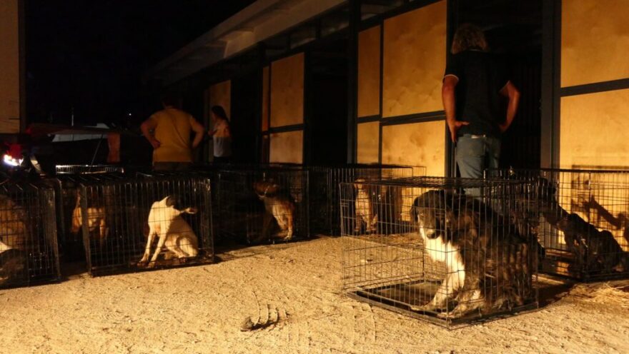 «Save A Greek Stray»: Εκκενώθηκε επιτυχώς το καταφύγιο ζώων - Δείτε φωτογραφίες