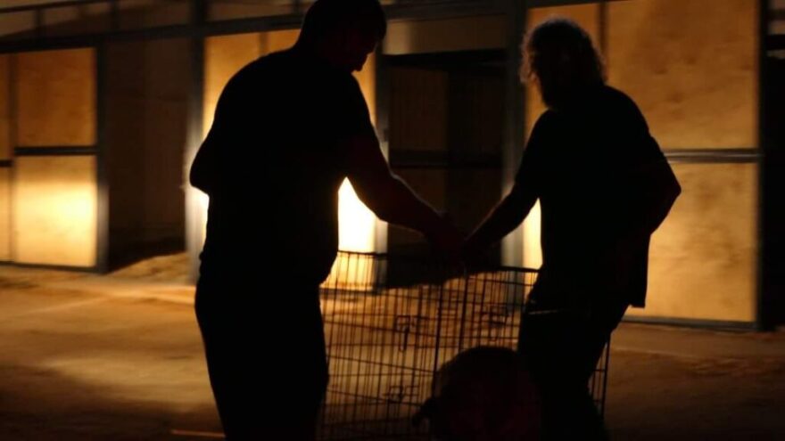 «Save A Greek Stray»: Εκκενώθηκε επιτυχώς το καταφύγιο ζώων - Δείτε φωτογραφίες