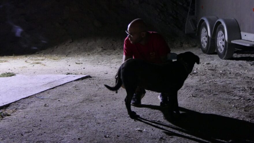 «Save A Greek Stray»: Εκκενώθηκε επιτυχώς το καταφύγιο ζώων - Δείτε φωτογραφίες