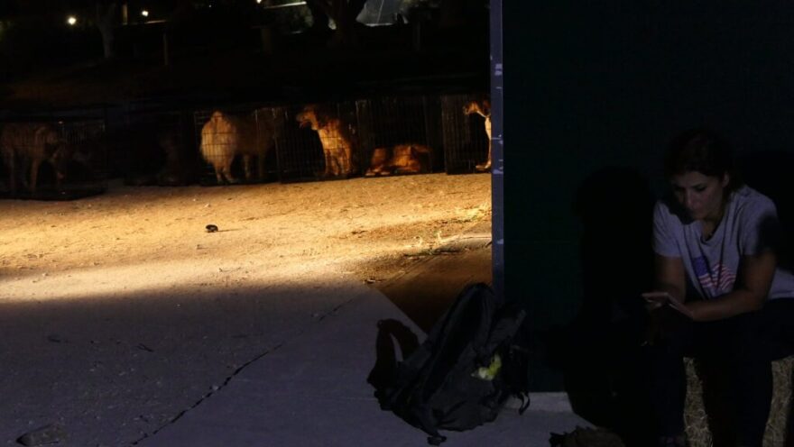 «Save A Greek Stray»: Εκκενώθηκε επιτυχώς το καταφύγιο ζώων - Δείτε φωτογραφίες