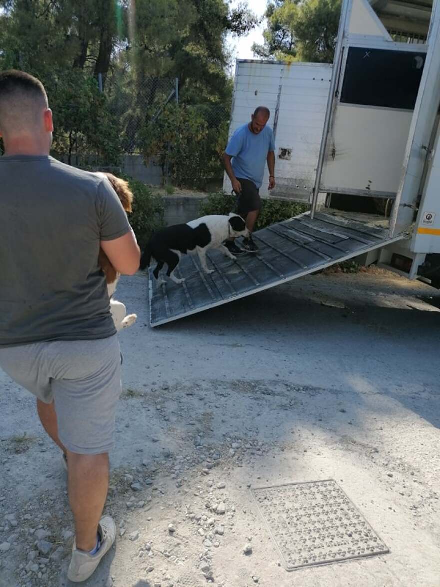 «Save A Greek Stray»: Εκκενώθηκε επιτυχώς το καταφύγιο ζώων - Δείτε φωτογραφίες