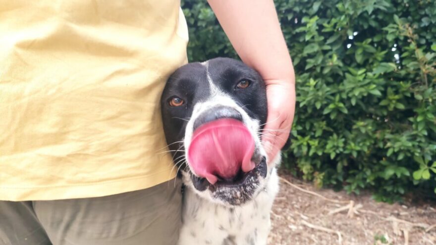 «Save A Greek Stray»: Εκκενώθηκε επιτυχώς το καταφύγιο ζώων - Δείτε φωτογραφίες