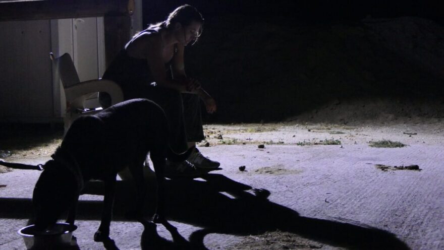 «Save A Greek Stray»: Εκκενώθηκε επιτυχώς το καταφύγιο ζώων - Δείτε φωτογραφίες