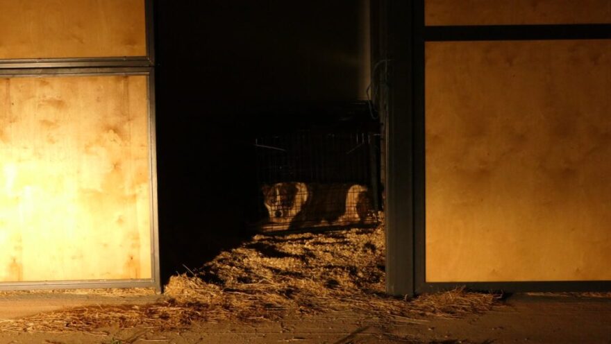 «Save A Greek Stray»: Εκκενώθηκε επιτυχώς το καταφύγιο ζώων - Δείτε φωτογραφίες