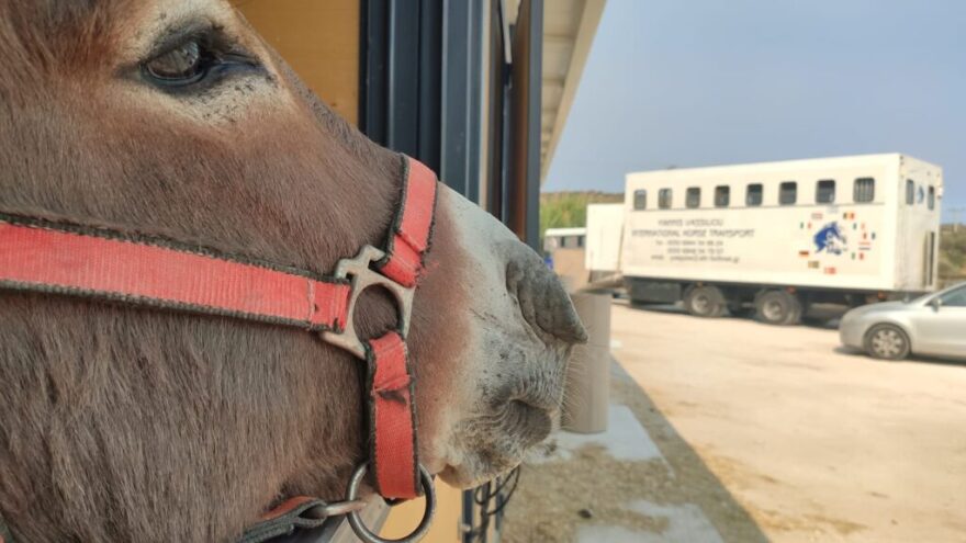 «Save A Greek Stray»: Εκκενώθηκε επιτυχώς το καταφύγιο ζώων - Δείτε φωτογραφίες