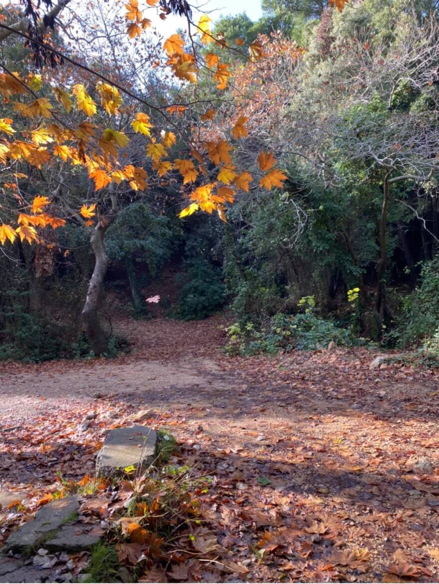 Κτήμα Τατοΐου: Ξεκινά άμεσα η αναδάσωσή του - Δείτε φωτογραφίες από τις πληγείσες περιοχές 
