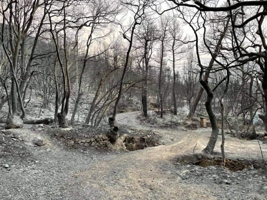 Κτήμα Τατοΐου: Ξεκινά άμεσα η αναδάσωσή του - Δείτε φωτογραφίες από τις πληγείσες περιοχές 