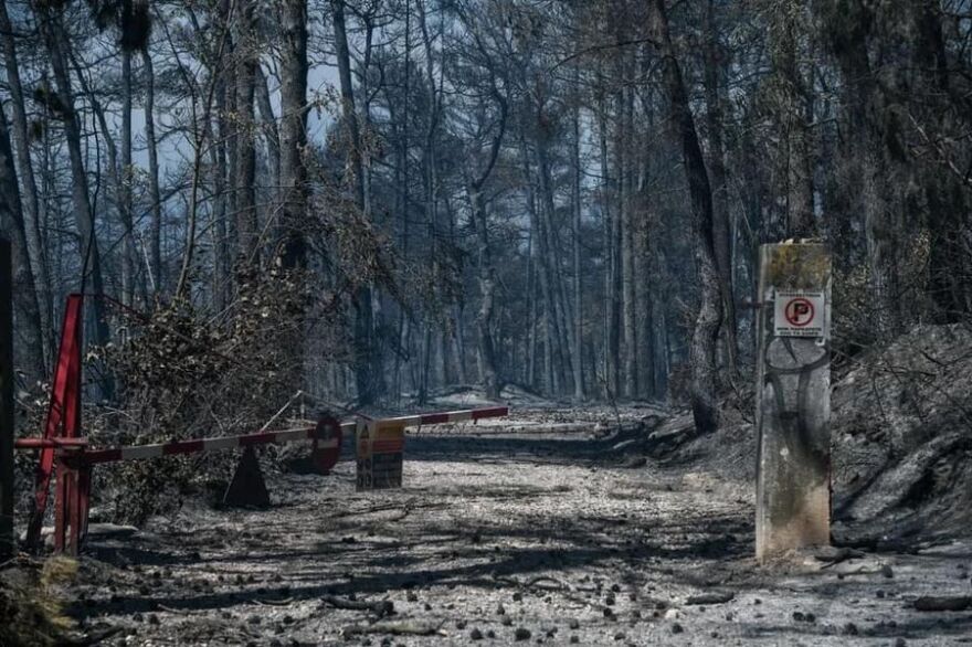 Κτήμα Τατοΐου: Ξεκινά άμεσα η αναδάσωσή του - Δείτε φωτογραφίες από τις πληγείσες περιοχές 
