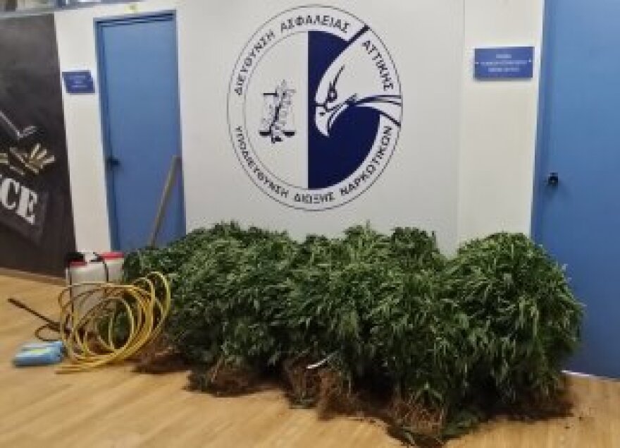 Εντοπίστηκε φυτεία κάνναβης στα Βίλια 