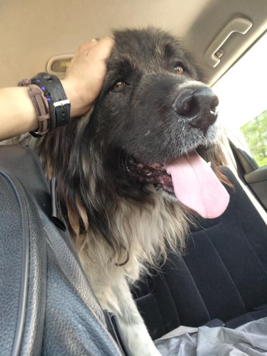 Το οδοιπορικό στην «κόλαση» της Βαρυμπόμπης από την εθελόντρια, Κατερίνα Ιωαννίδου - Βίντεο και φωτογραφίες