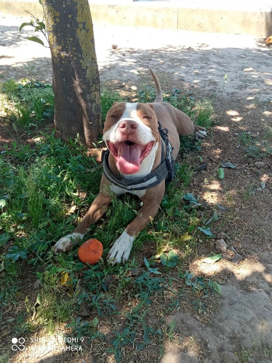 Γαλάτσι - Τι έγινε με τον πυροβολισμό σκύλου: Για δολοφονία μιλούν οι ιδιοκτήτες, για αυτοάμυνα η ΕΛ.ΑΣ.
