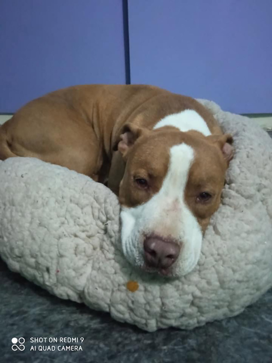 Γαλάτσι - Τι έγινε με τον πυροβολισμό σκύλου: Για δολοφονία μιλούν οι ιδιοκτήτες, για αυτοάμυνα η ΕΛ.ΑΣ.