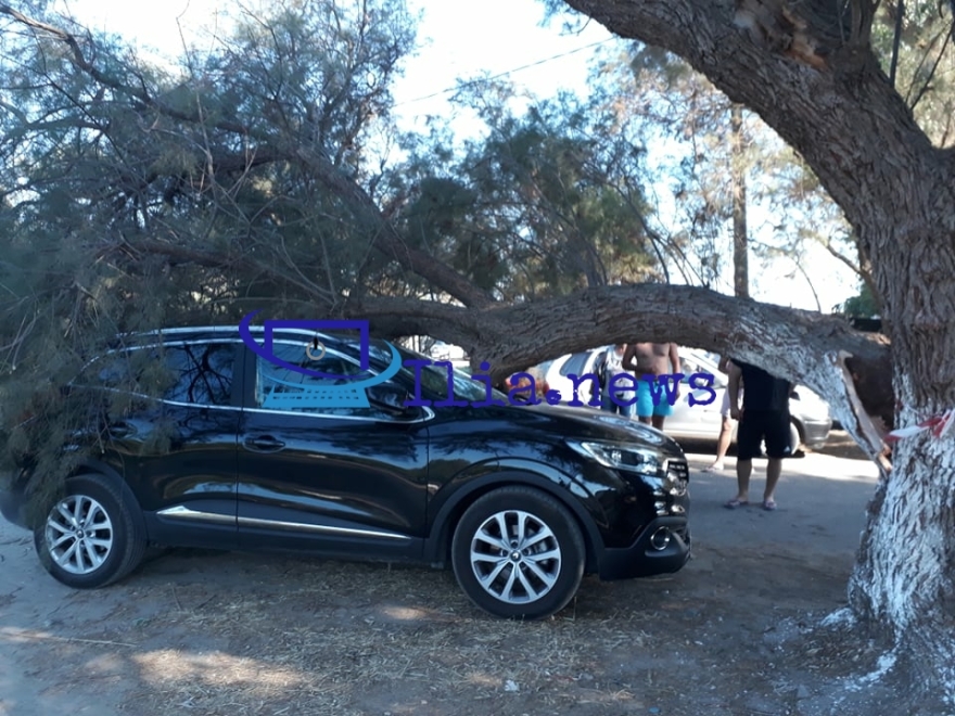 Ηλεία: Δέντρο καταπλάκωσε ΙΧ αυτοκίνητο στην παραλία των Σαβαλίων - Δείτε βίντεο
