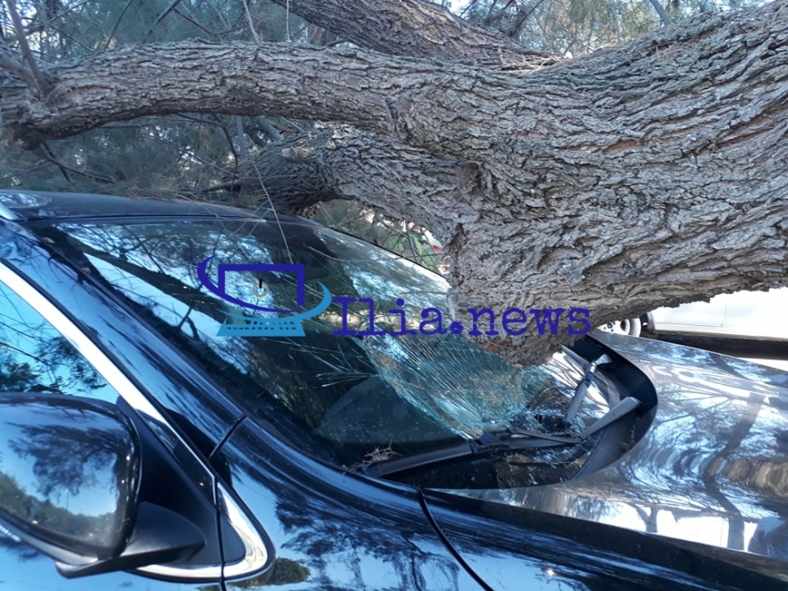 Ηλεία: Δέντρο καταπλάκωσε ΙΧ αυτοκίνητο στην παραλία των Σαβαλίων - Δείτε βίντεο