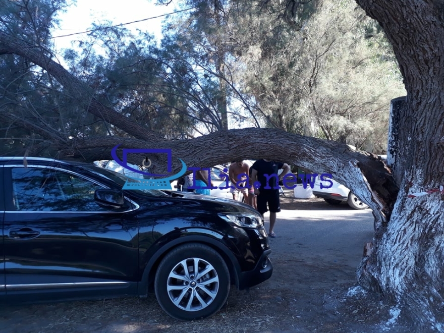 Ηλεία: Δέντρο καταπλάκωσε ΙΧ αυτοκίνητο στην παραλία των Σαβαλίων - Δείτε βίντεο
