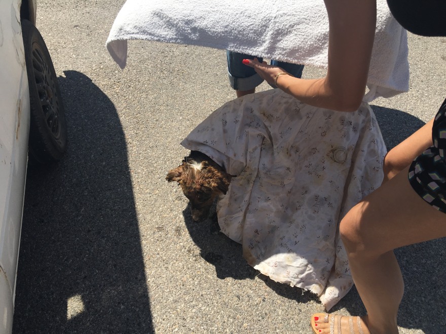 Φωτιά στα Βίλια: Κάτοικοι φροντίζουν σκύλο με εγκαύματα που σώθηκε - Δείτε βίντεο και φωτογραφίες