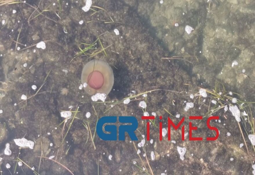 Θεσσαλονίκη: Γιγάντιες μέδουσες σαν... αυγά μάτια στον Θερμαϊκό - Δείτε βίντεο και φωτογραφίες