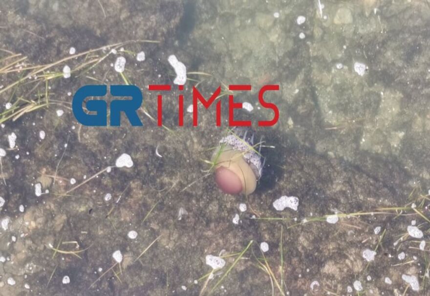 Θεσσαλονίκη: Γιγάντιες μέδουσες σαν... αυγά μάτια στον Θερμαϊκό - Δείτε βίντεο και φωτογραφίες