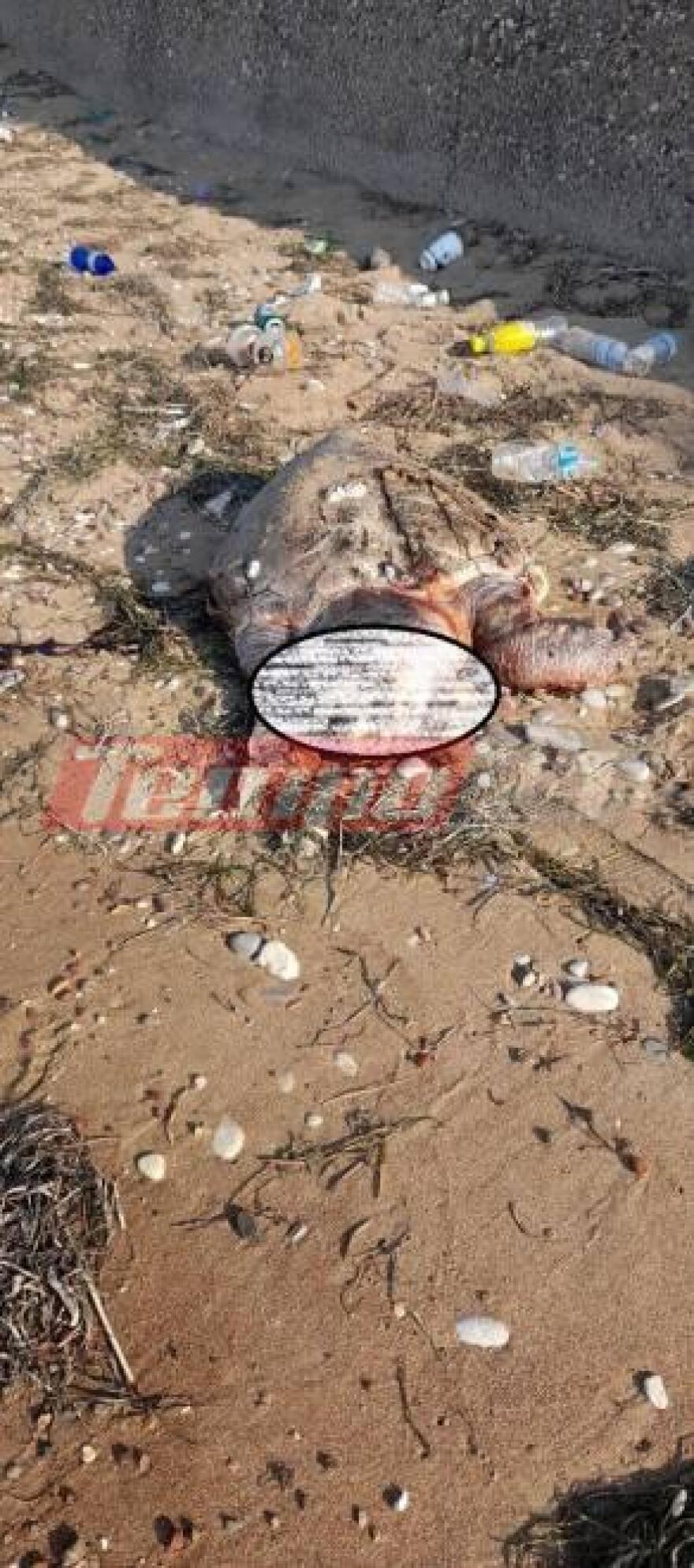 Νεκρή χελώνα σε παραλία της Δυτικής Αχαΐας - Δείτε φωτογραφίες