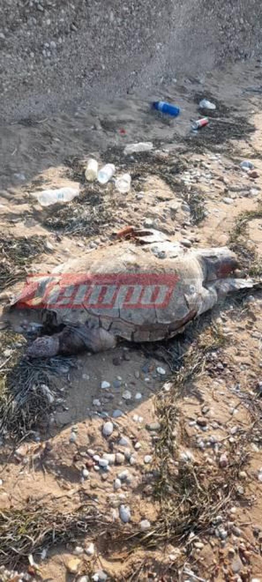 Νεκρή χελώνα σε παραλία της Δυτικής Αχαΐας - Δείτε φωτογραφίες
