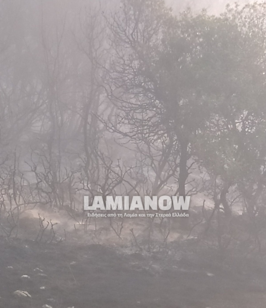 Φωτιά στη Φθιώτιδα - Υπό έλεγχο το πύρινο μέτωπο στο Λογγίτσι