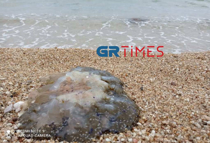 Χαλκιδική: Κοπάδι από μέδουσες σε παραλία στην Ολυμπιάδα - Δείτε βίντεο