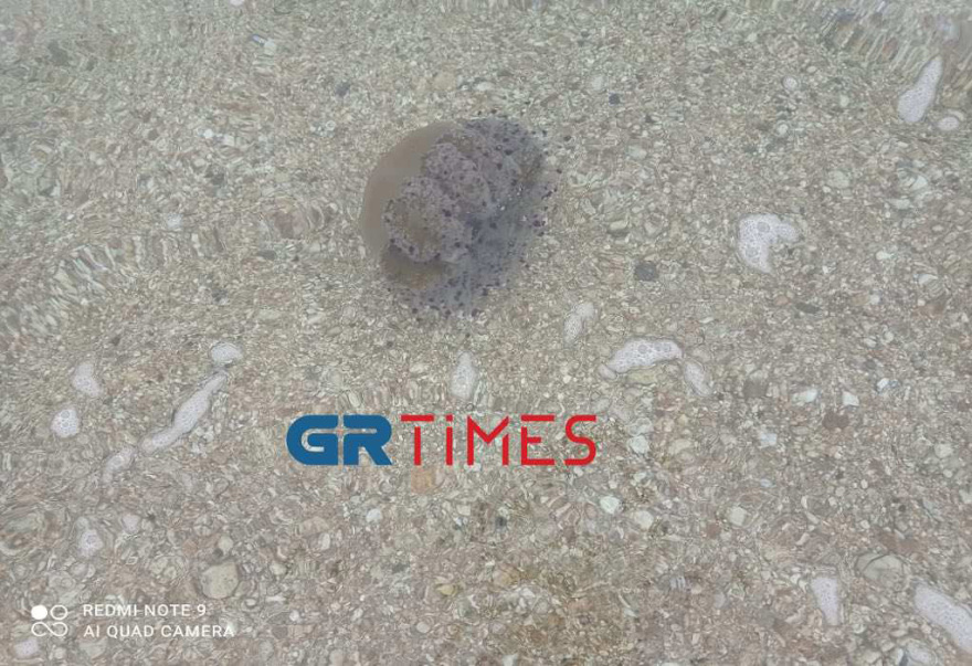 Χαλκιδική: Κοπάδι από μέδουσες σε παραλία στην Ολυμπιάδα - Δείτε βίντεο