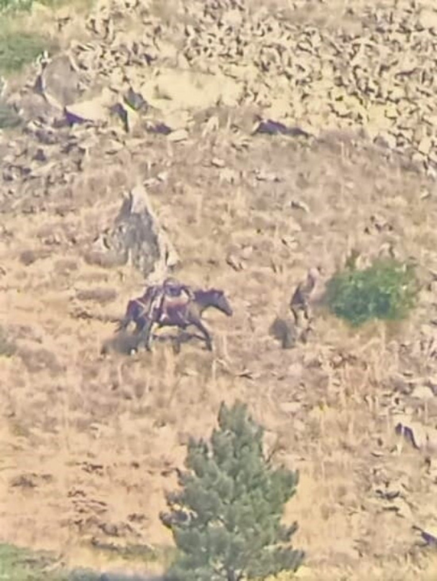 Aλβανοί λαθροκυνηγοί μπαίνουν στην Ελλάδα και σκοτώνουν σπάνια αγριόγιδα 