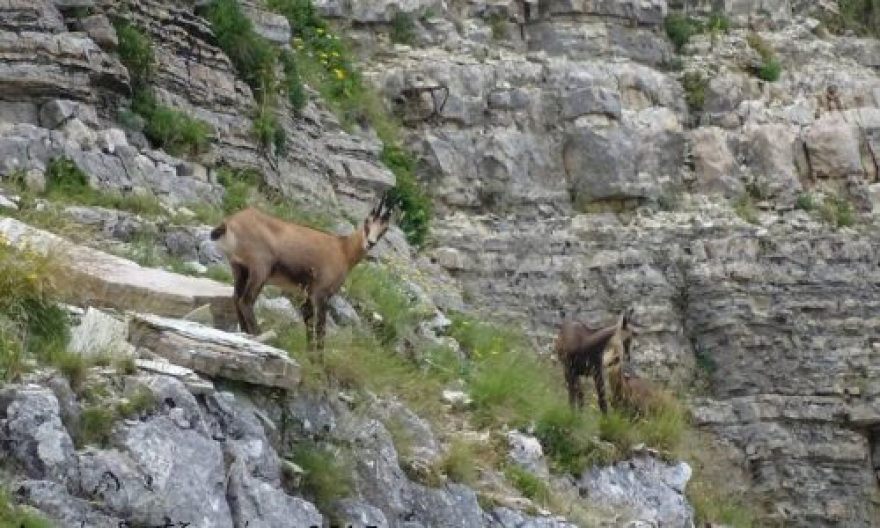 Aλβανοί λαθροκυνηγοί μπαίνουν στην Ελλάδα και σκοτώνουν σπάνια αγριόγιδα 