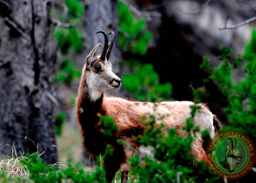 Aλβανοί λαθροκυνηγοί μπαίνουν στην Ελλάδα και σκοτώνουν σπάνια αγριόγιδα 