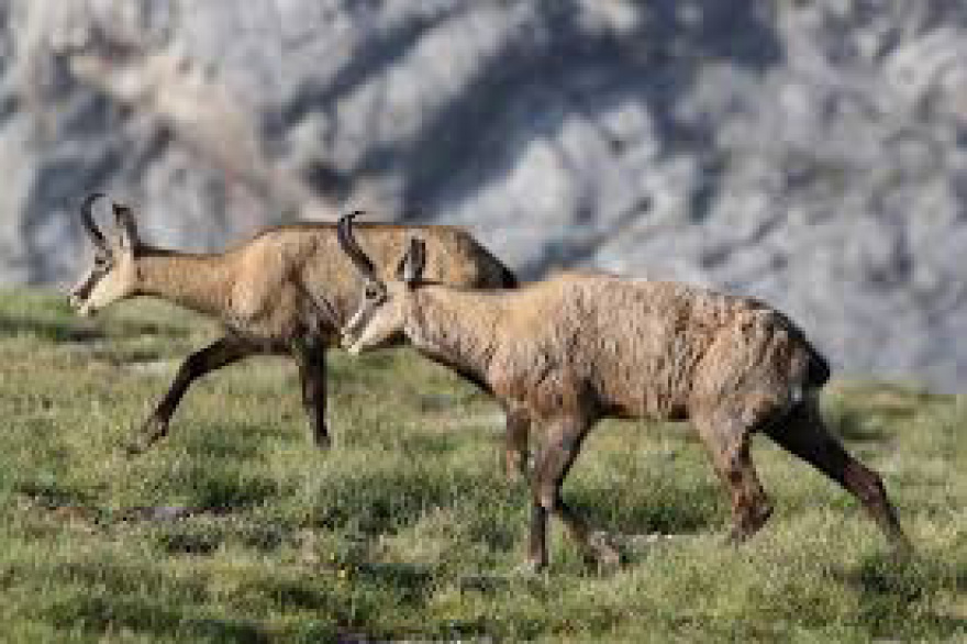 Aλβανοί λαθροκυνηγοί μπαίνουν στην Ελλάδα και σκοτώνουν σπάνια αγριόγιδα 