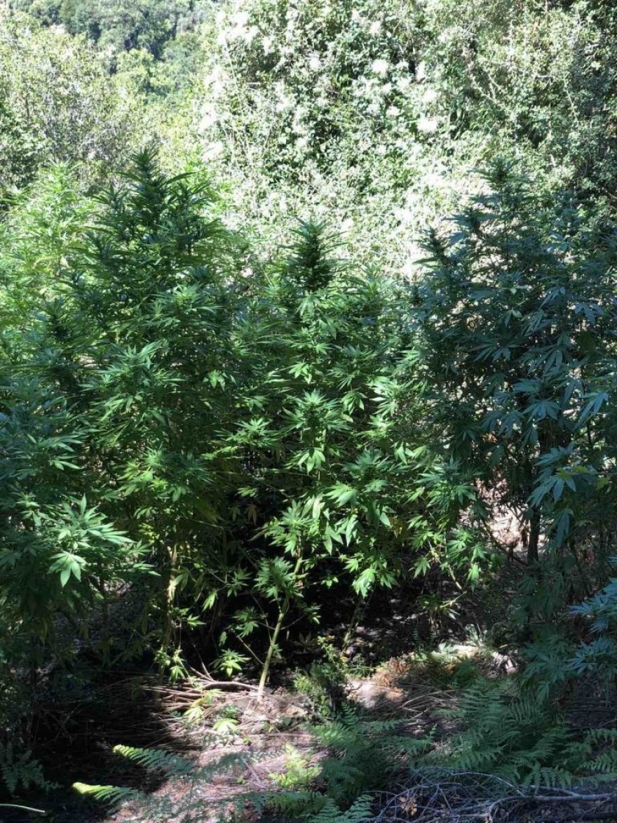 Μεσσηνία: Το drone της ΕΛ.ΑΣ. «ξετρύπωσε» χασισοφυτεία