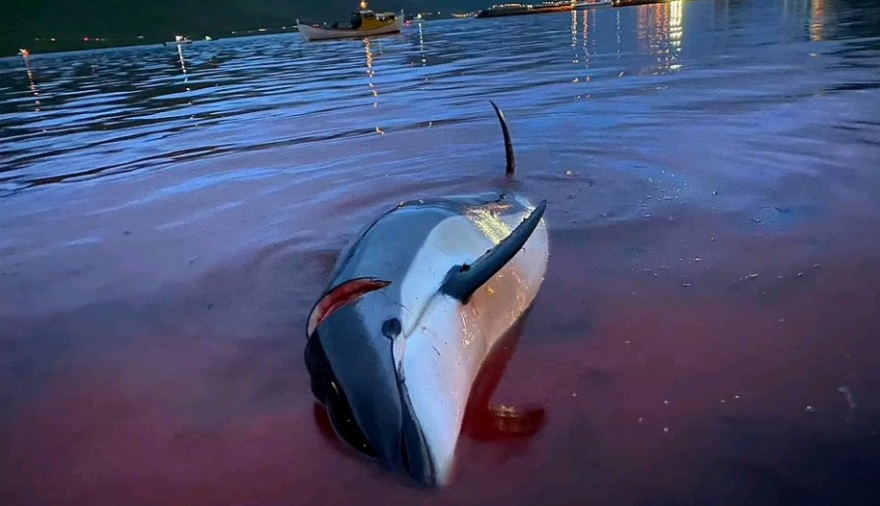 Η θάλασσα βάφτηκε κόκκινη: Σκότωσαν 1.428 δελφίνια «για το έθιμο»  στα Νησιά Φερόε - Σκληρές εικόνες και βίντεο