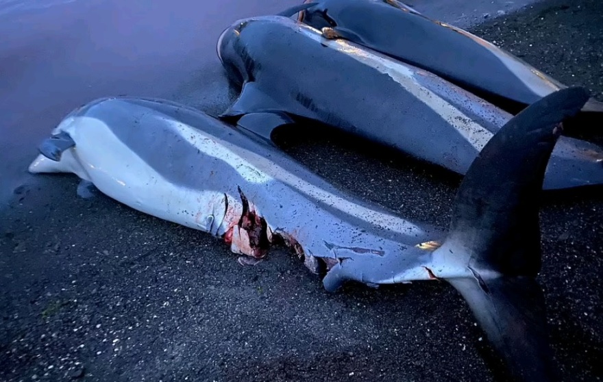 Η θάλασσα βάφτηκε κόκκινη: Σκότωσαν 1.428 δελφίνια «για το έθιμο»  στα Νησιά Φερόε - Σκληρές εικόνες και βίντεο