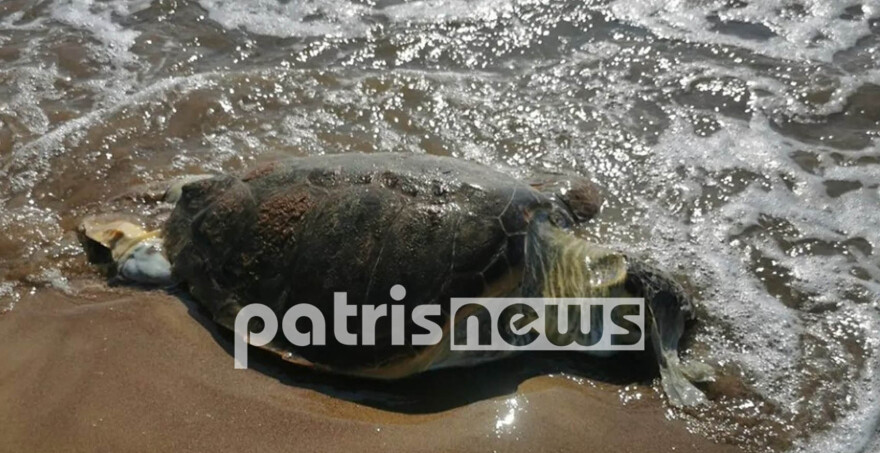 Ηλεία: Νεκρή βρέθηκε μια χελώνα Caretta - Caretta στον Άγιο Ηλία