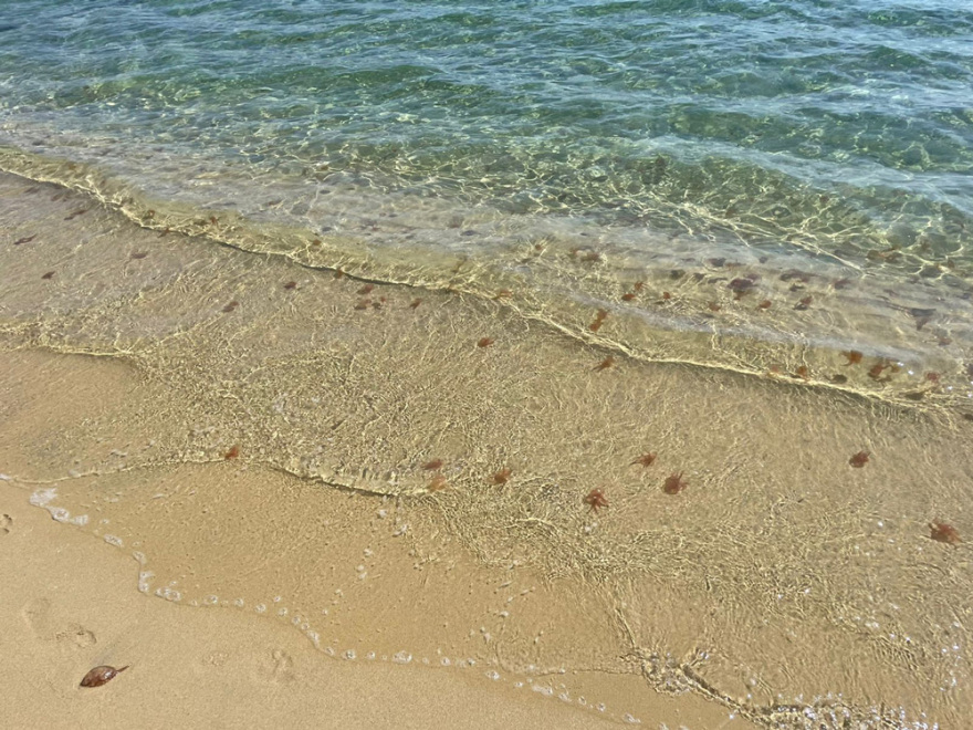 Γέμισε τσούχτρες η Ψαρού στη Μύκονο και όλες οι Κυκλάδες - Δείτε φωτογραφίες