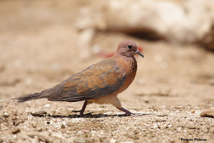 Εντοπίστηκε στη Λέσβο νέο αναπαραγόμενο είδος πουλιού