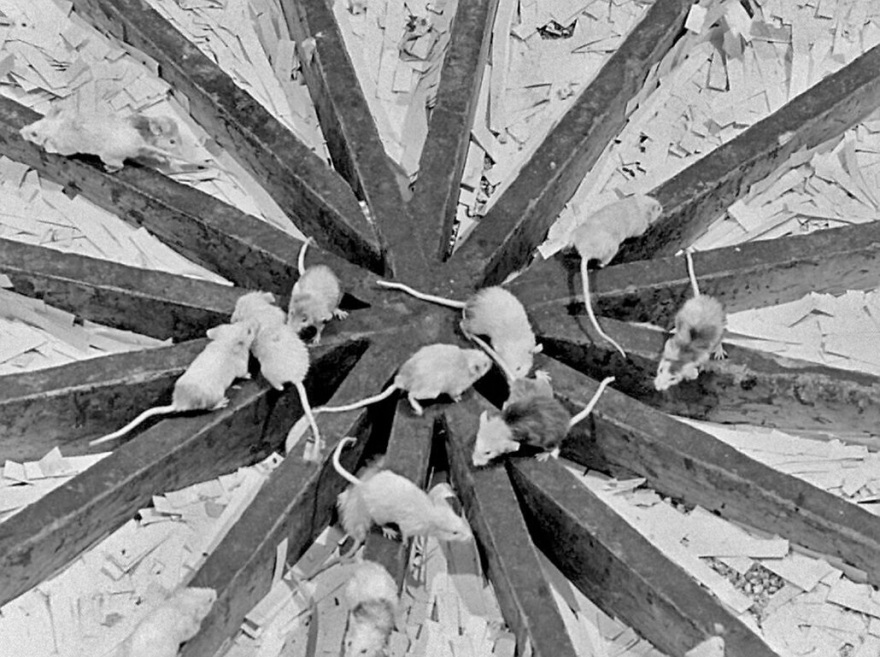 Υπογεννητικότητα, αντικοινωνική συμπεριφορά και υπερπληθυσμός: Ποια η σχέση τους;