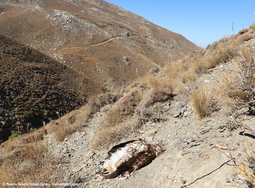 Κρήτη: Χρυσαετός εντοπίστηκε νεκρός από σκάγια φυσιγγίου