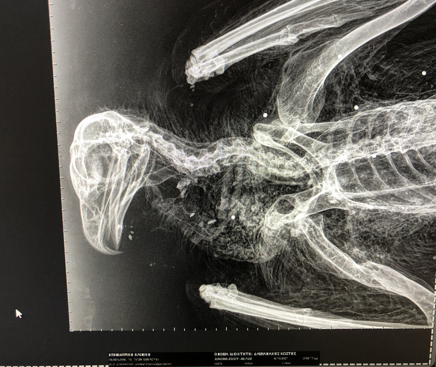 Κρήτη: Χρυσαετός εντοπίστηκε νεκρός από σκάγια φυσιγγίου