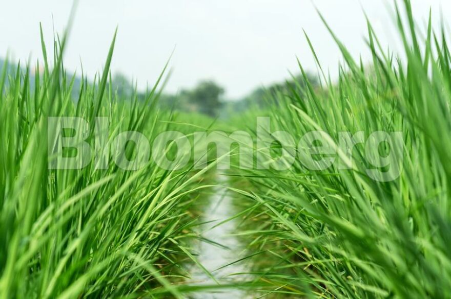 Απλησίαστο και το ρύζι: Το ράλι στα λιπάσματα εκτοξεύει την τιμή του