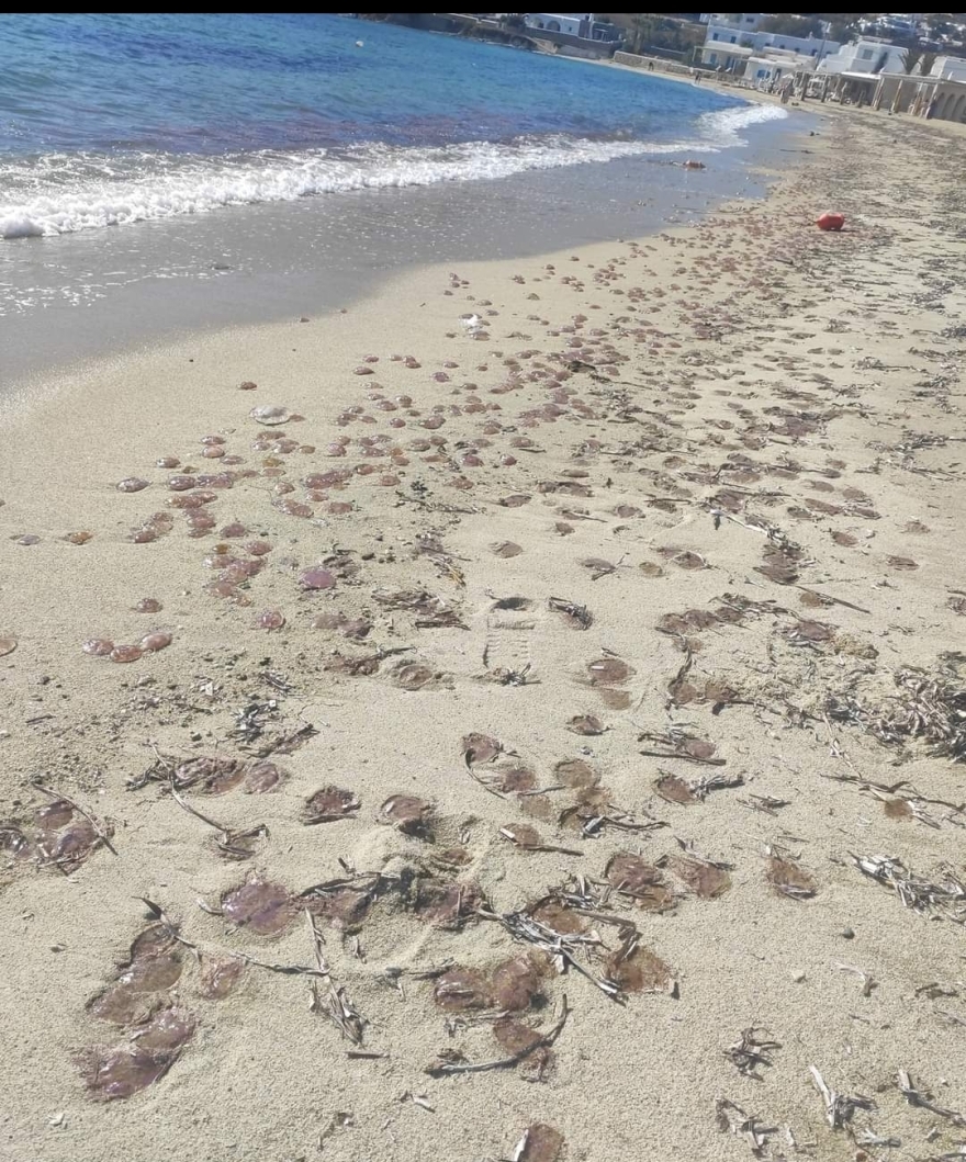 Μύκονος: Χιλιάδες τσούχτρες γέμισαν τις παραλίες – Δείτε φωτογραφίες