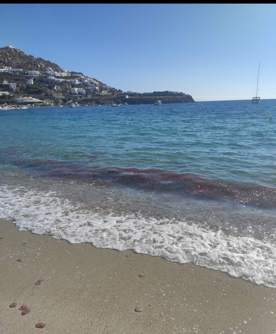 Μύκονος: Χιλιάδες τσούχτρες γέμισαν τις παραλίες – Δείτε φωτογραφίες